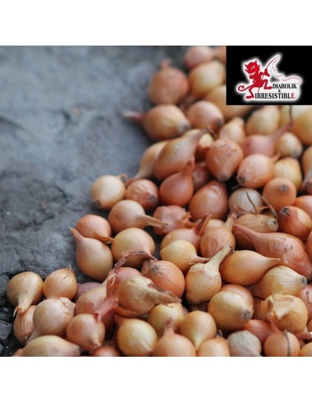 Poudre d'oignons blancs