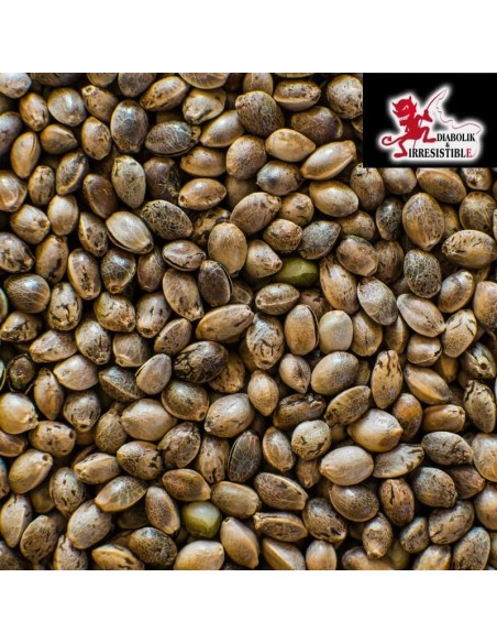 Graines de chènevis moyen