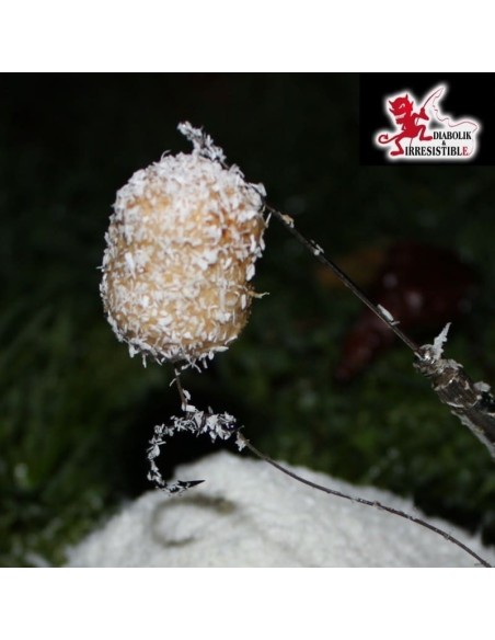 Dumbell Criminal Scopex