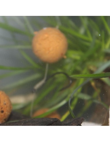 Bouillette flottante Hot Crayfish