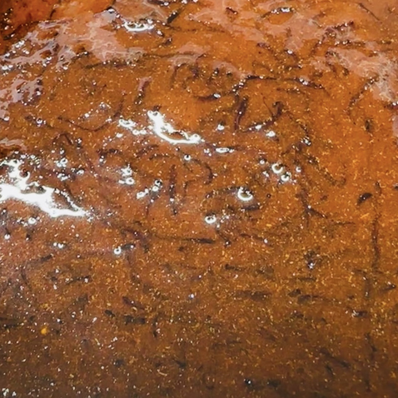 Booster Spicy Bloodworm