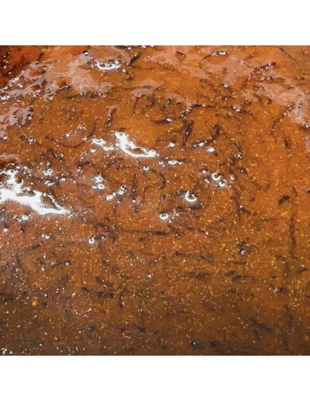 Booster Spicy Bloodworm