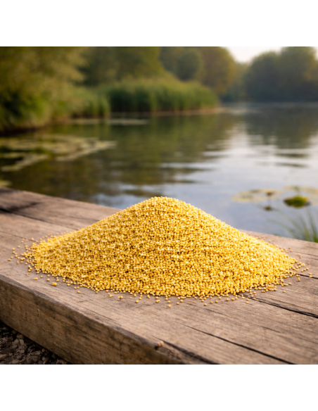 MILLET JAUNE POUR BOUILLETTE