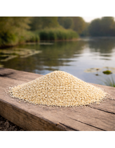 graine de millet blanc pour amorçage