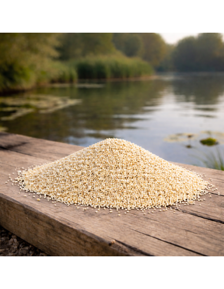 graine de millet blanc pour amorçage