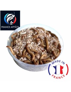 Vers de Farine spécial Pêche à la Truite