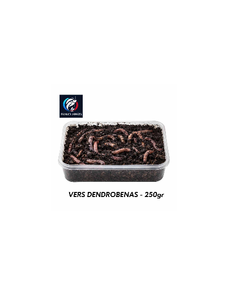 VERS DE TERRE PECHE DENDROBENAS 250GR