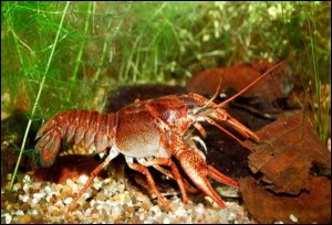 Mix Hot Crayfish